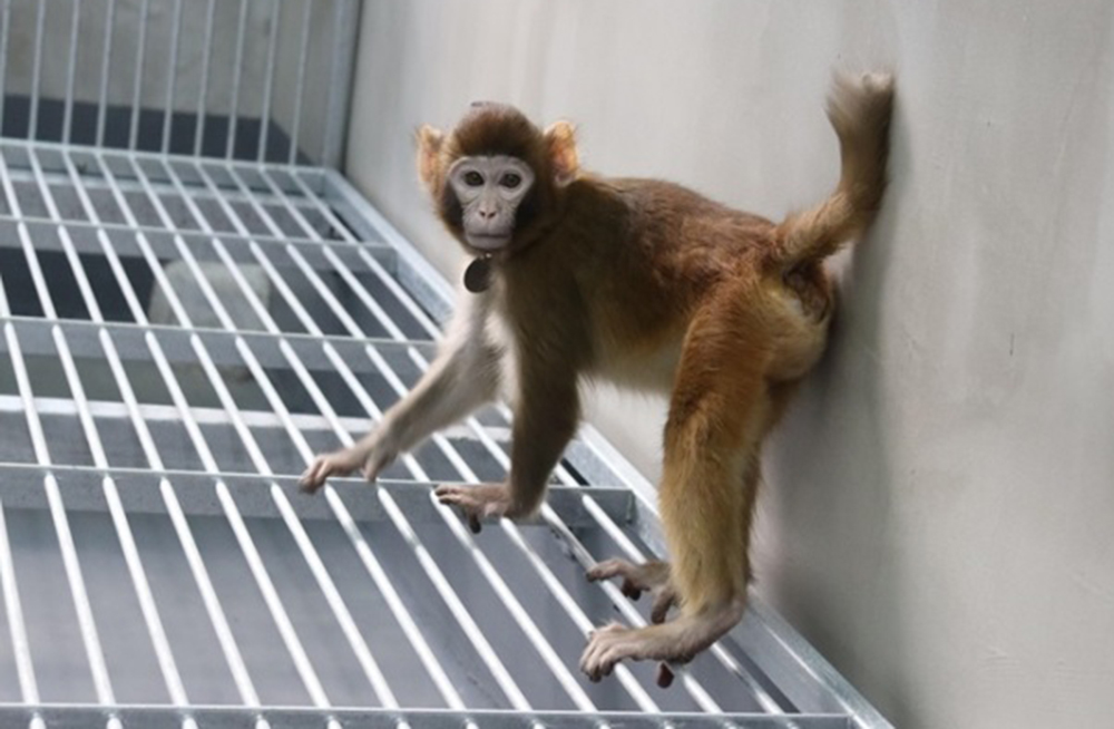Con khỉ vàng đực nhân bản 3,5 tuổi hiện nay vẫn khỏe mạnh.