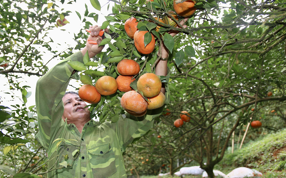Nhờ trồng cây ăn quả có múi, từ hộ nghèo, hộ ông Nguyễn Xuân Đoạt ở thôn Yên Bình, xã Hưng Thịnh, huyện Trấn Yên đã thoát nghèo và có thu nhập trên 600 triệu đồng/năm.