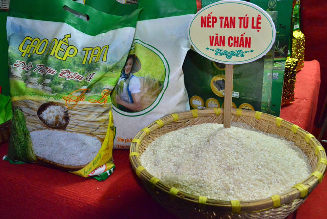 Gạo nếp tan Tú Lệ là sản phẩm OCOP 4 sao nổi tiếng của huyện Văn Chấn.