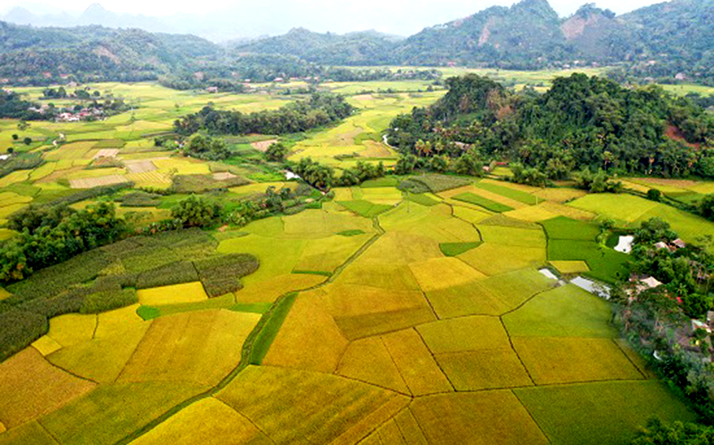 Cánh đồng nếp Lào mu Khánh Thiện vào mùa lúa chín vàng.