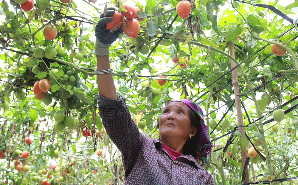 Thu hái cà chua tại mô hình sản xuất nông nghiệp tập trung của anh Nguyễn Văn Mùi ở thôn Lả Khắt, xã Nậm Khắt, huyện Mù Cang Chải.