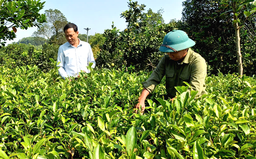 Chè Bát tiên ở xã Minh Quân, huyện Trấn Yên được trồng, chăm sóc theo hướng hữu cơ, VietGAP.