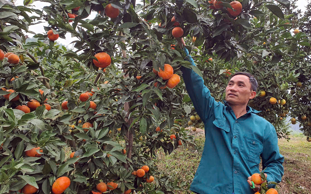 Anh Nguyễn Đức Linh giới thiệu đồi cam chín rộ đang đến kỳ thu hoạch.