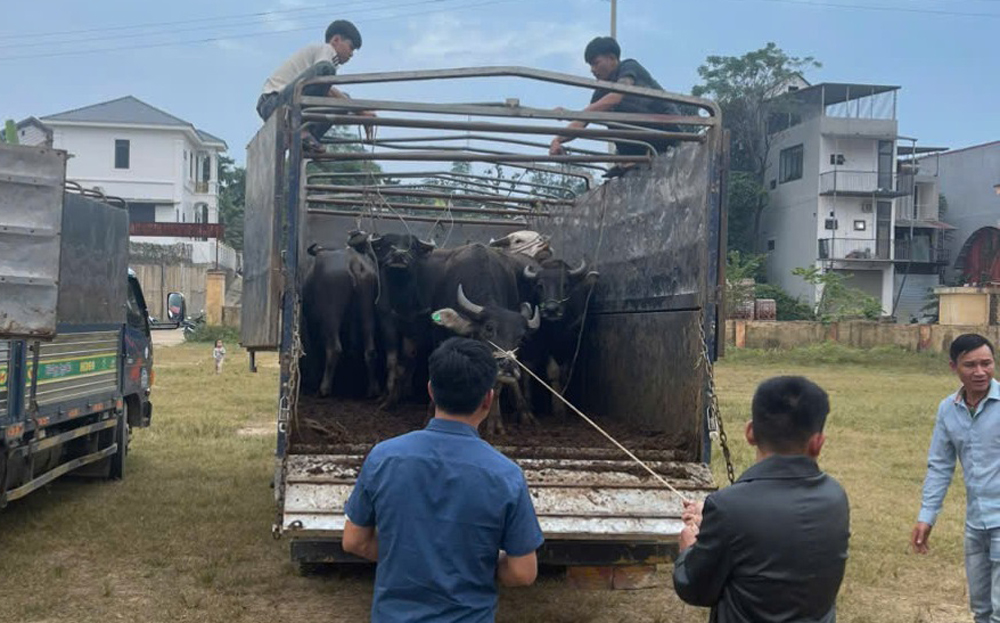 Hộ nghèo ở xã Tân Hợp, huyện Văn Yên nhận con giống từ các chính sách, chương trình mục tiêu quốc gia, tạo sinh kế cho hộ nghèo vươn lên.