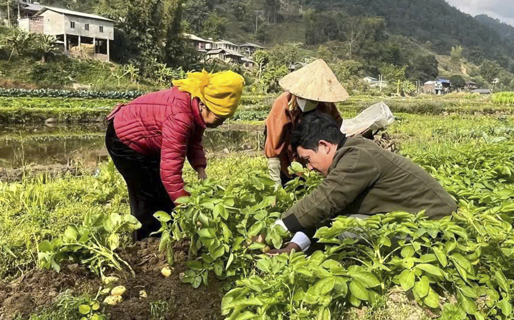 Nông dân xã Hát Lừu, huyện Trạm Tấu chăm sóc cây khoai tây vụ đông