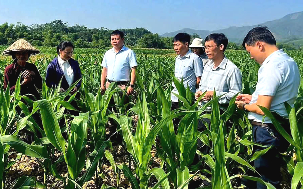 Cán bộ Sở Nông nghiệp và Phát triển nông thôn và Phòng Nông nghiệp và Phát triển nông thôn huyện Yên Bình kiểm tra sản xuất vụ đông tại xã Vĩnh Kiên.