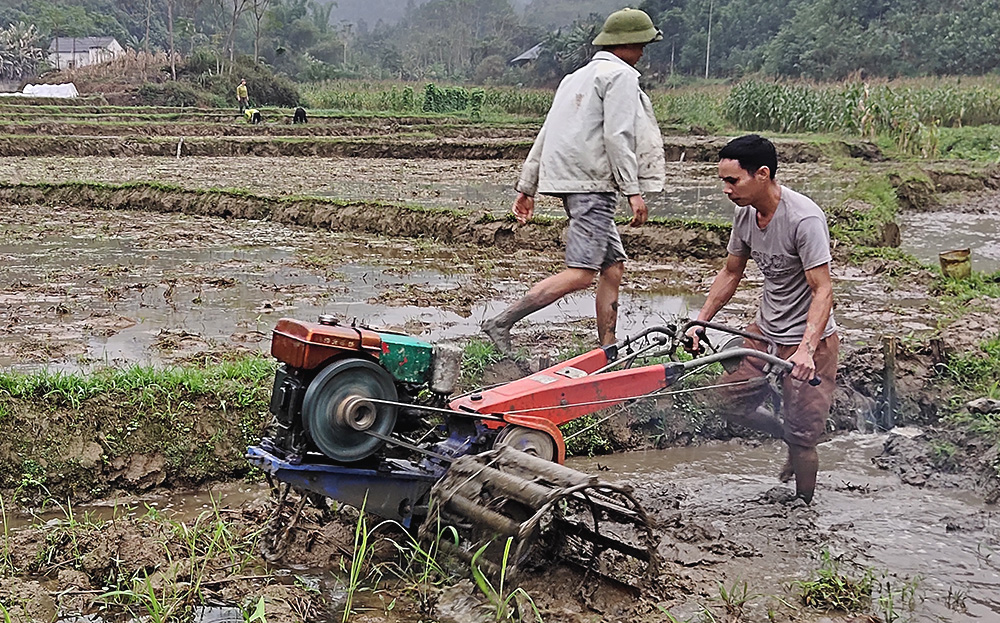 Nông dân thôn Làng Mường, xã Tô Mậu, huyện Lục Yên làm đất gieo cấy lúa xuân.
