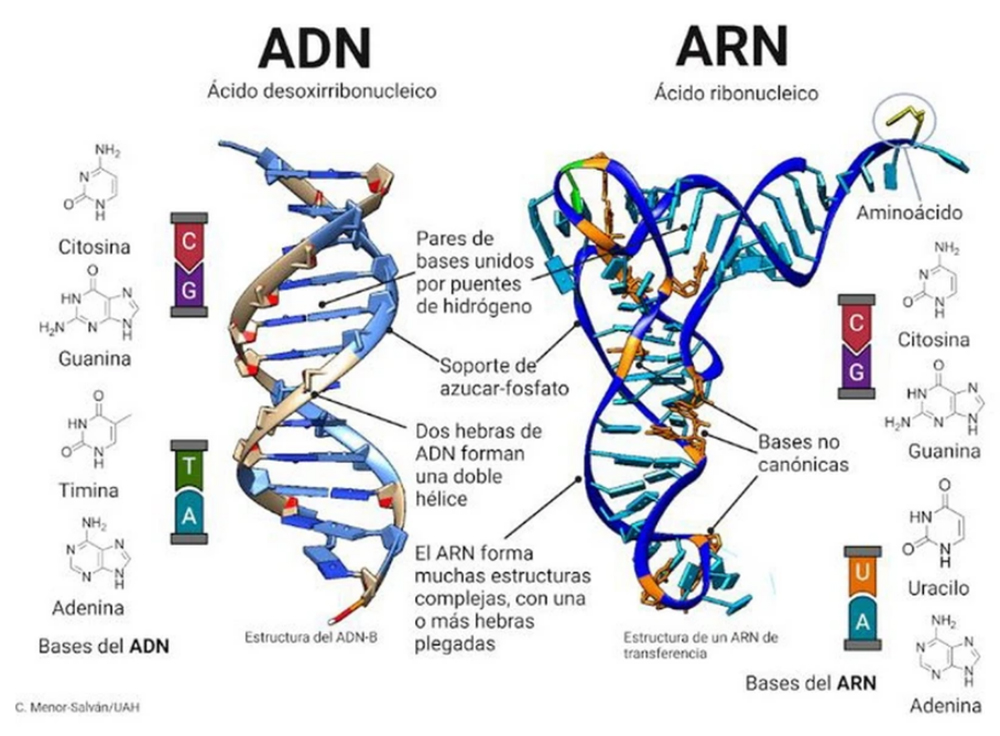 Hình minh họa ADN và ARN.