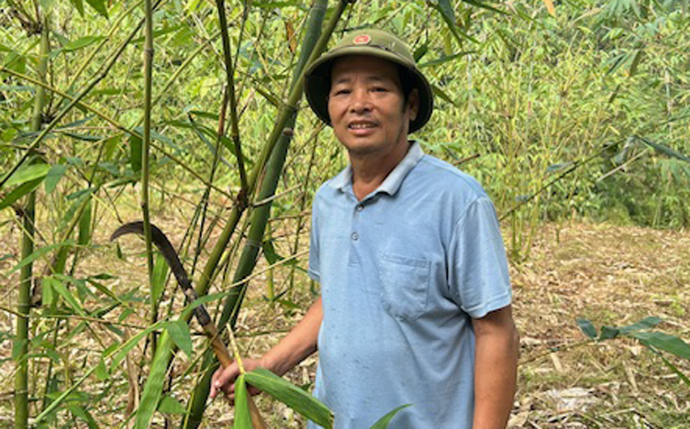 Ông Hà Văn Liêm chăm sóc tre măng Bát độ.