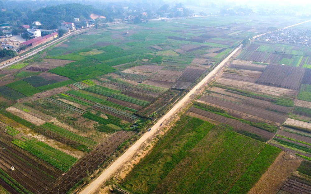 Màu xanh đã trở lại trên cánh đồng rau Tuy Lộc, thành phố Yên Bái.