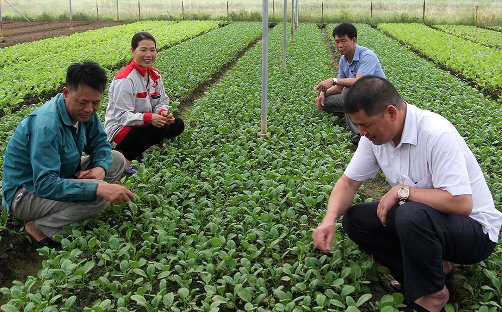 Vườn rau sạch của gia đình chị Nguyễn Thị Mến ở thôn Minh Tân, xã Y Can, huyện Trấn Yên.