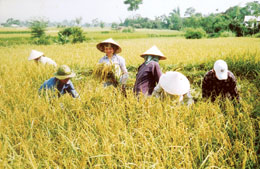 Nhờ chuyển dịch cơ cấu giống phù hợp, sản xuất nông nghiệp Yên Bái liên tục giành thắng lợi.