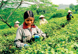 Được mùa chè. (Ảnh: Quang Tuấn)