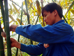 Không ít đoàn viên thanh niên huyện Trấn Yên đã tham gia Dự án trồng tre măng Bát độ.