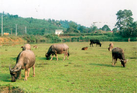 Cần đề phòng những đợt rét đậm, rét hại để bảo vệ đàn gia súc.

