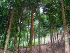 Rừng kinh tế ở Lâm Giang.