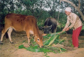 Chị Tạ Thị Hưng là điển hình thực hiện tốt công tác dân số  KHHGĐ phát triển kinh tế trang trại và chăn nuôi gia súc. 
