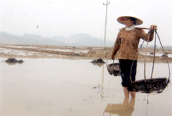 Đến hết tháng 1 nông dân Văn Yên đã làm đất được 2.100 ha, đạt 79% kế hoạch.
