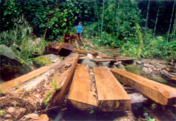 Nếu không quản lý rừng tại gốc thì tình trạng phá rừng, buôn bán lâm sản trái phép sẽ tiếp tục diễn ra.