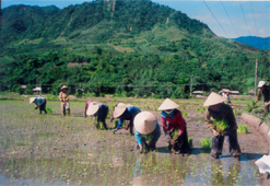 Nông dân xã Cát Thịnh, huyện Văn Chấn gieo cấy lúa xuân. (Ảnh: Tuấn Anh)
