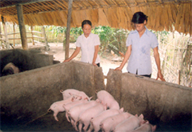 Chị Hà Thị Hoàn - thôn Yên Thuận (Hưng Thịnh, Trấn Yên) vay vốn ngân hàng thông qua tín chấp của Hội Phụ nữ xã đầu tư chăn nuôi lợn, đạt hiệu quả kinh tế cao.