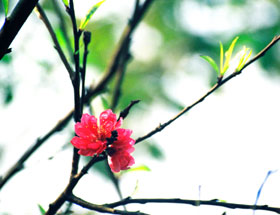 Hoa đào mùa xuân. (Ảnh: Quang Tuấn)