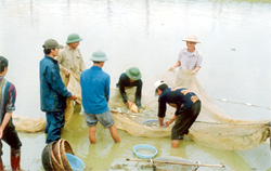 Nghề nuôi thủy sản ở Lục Yên không những giúp người dân cải thiện bữa ăn hàng ngày mà còn đem lại thu nhập đáng kể cho nông dân.(Ảnh: Lưu Đức Huấn)