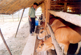 Mô hình nuôi bò bán công nghiệp tại trang trại của anh Bùi Xuân Đỉnh ở xã Ngòi A (Văn Yên). (Ảnh:  Tô Anh Hải)

