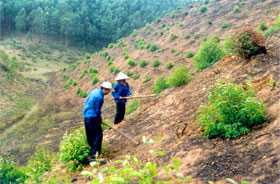 Công nhân Lâm trường Thác Bà (Yên Bình) trồng mới 250 ha rừng trong vụ xuân 2007, chủ yếu là keo, bạch đàn. (Ảnh: Văn Tuấn)

