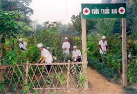 Việc khám, điều trị bằng thuốc nam đã được ngành Y tế Yên Bái chú trọng. Ảnh: Vườn thuốc nam của Trạm Y tế xã Vĩnh Lạc (Lục Yên). 
