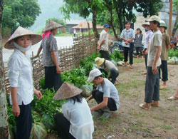 Nông dân xã Sơn Lương (huyện Văn Chấn)nhận bầu chè giống, phục vụ cho kế hoạch trồng năm 2007.