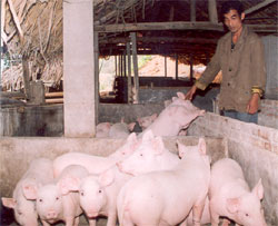Anh Đặng Văn Hãnh chăm sóc đàn lợn.
(Ảnh: Đào Minh)
