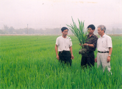 Cán bộ kỹ thuật đang kiểm tra sự sinh trưởng của lúa chất lượng cao ở cánh đồng Mường Lò.
