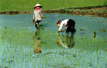 Nông dân xã Phúc Sơn (Văn Chấn) cấy lúa chiêm xuân. (Ảnh: Thanh Miền)