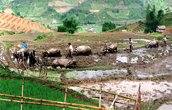 Nông dân bản Tà Ghênh, xã Nậm Có (Mù Cang Chải) làm đất gieo cấy lúa. (Ảnh: Huy Văn)