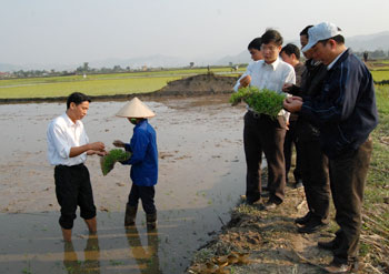 
 Đồng chí Trịnh Huỳnh Yên - Phó bí thư thường trực Huyện ủy, Chủ tịch HĐND huyện kiểm tra chất lượng mạ khay tại xã An Thịnh.