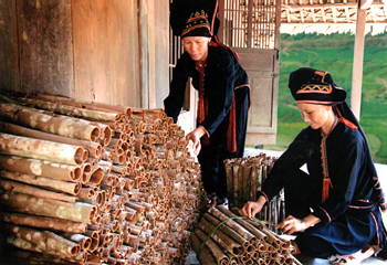 Đồng bào Dao (Văn Yên) thu hoạch quế.
