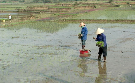 Nông dân xã Yên Bình gieo cấy lúa xuân bằng phương pháp mạ ném.