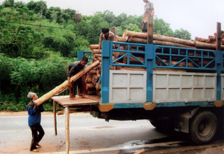 Nông dân xã Bảo Ái (Yên Bình) vận chuyển gỗ rừng trồng đi tiêu thụ.
