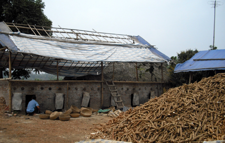 Nông dân xã Động Quan (Lục Yên) thu hoạch sắn.