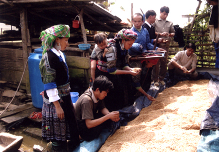 Cán bộ khuyến nông huyện Mù Cang Chải hướng dẫn bà con người Mông xã Nậm Có ủ thóc giống. (Ảnh: Sùng A Hồng)
