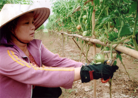 Những loại rau trái vụ ít được người trồng rau sản xuất phục vụ nhu cầu thị trường. (Ảnh: nông dân xã Tuy Lộc chăm sóc rau vụ đông).