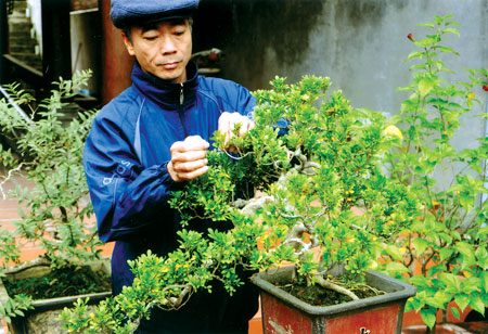 Anh Nguyễn đăng Luận đang chăm sóc cây ngâu có thế thác đổ.