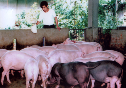 Mô hình chăn nuôi lợn nái sinh sản của hộ gia đình anh Nguyễn Văn Hồi thôn 3 Lương Thịnh, xã Tân Thịnh (TP. Yên Bái) cho thu nhập kinh tế cao. (Ảnh: Quỳnh Nga)
