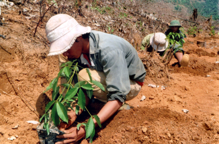 Nhân dân xã An Bình, huyện Văn Yên trồng cây cao su.

