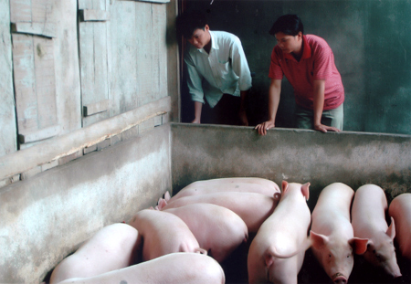 Mô hình chăn nuôi lợn của thanh niên xã Liễu Đô (Lục Yên) góp phần tăng thu nhập cho gia đình. (Ảnh: N.S)