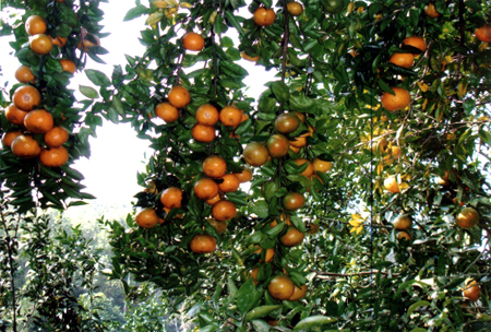 Vùng cây ăn quả của Văn Chấn đã đem lại nguồn thu cho nhân dân. (Ảnh: Tuấn Nghĩa)
