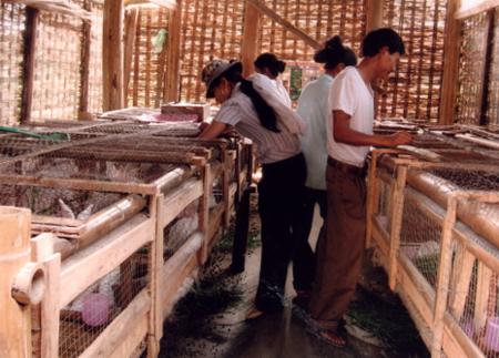 Thăm quan trao đổi kinh nghiệm nuôi thỏ tại Câu lạc bộ nuôi thỏ của phường Yên Thịnh (thành phố Yên Bái.
(Ảnh: Nguyễn Thị Nhàn)

