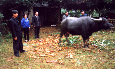Đoàn tham vấn ý kiến nhân dân của HĐND tỉnh thăm mô hình nuôi trâu tại xã Mường Lai (huyện Lục Yên).

