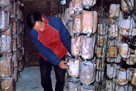 Anh Vũ Văn Hương (thôn 6) xã Giới Phiên kiểm tra chất lượng các bịch nấm.
